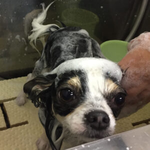 シャンプーチワワ