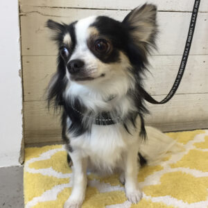 仕上がりチワワ