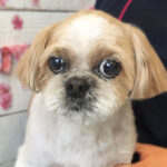 美らちゃんアイキャッチ