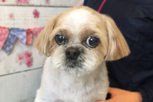 美らちゃんアイキャッチ