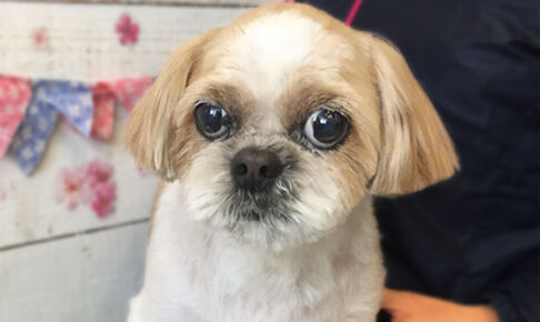 美らちゃんアイキャッチ