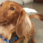 ちーずちゃんアイキャッチ