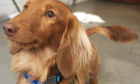 ちーずちゃんアイキャッチ