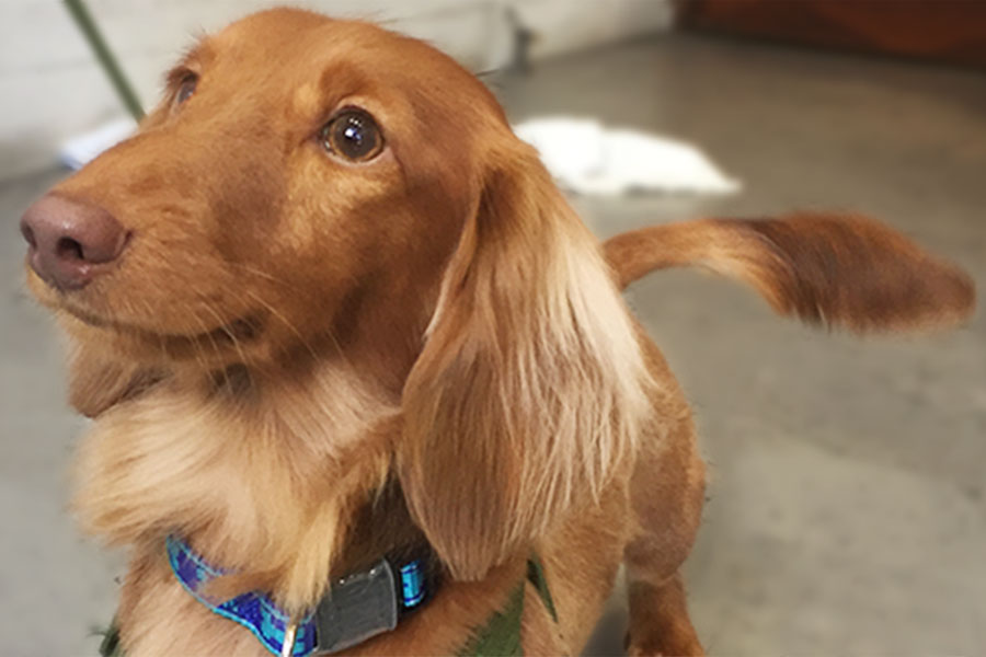 ちーずちゃんアイキャッチ