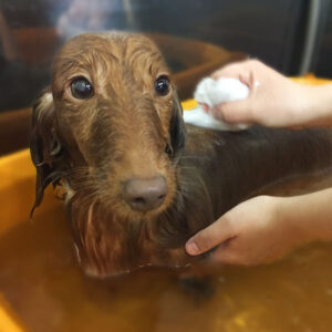 ちーずちゃん入浴