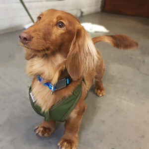 ちーずちゃん仕上がり