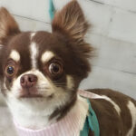 チョコちゃんアイキャッチ