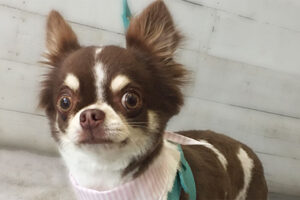 チョコちゃんアイキャッチ