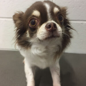 チョコちゃんビフォア