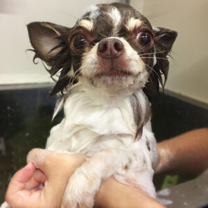 チョコちゃんシャンプー