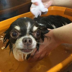 チョコちゃん入浴