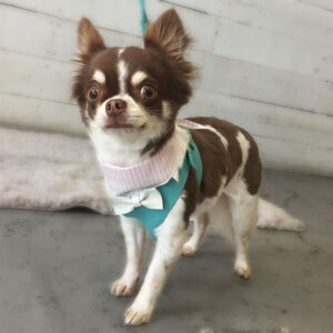 チョコちゃん仕上がり