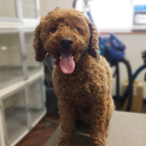 よろしくトイプー