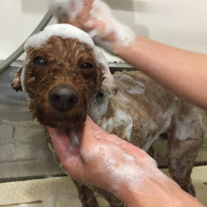 シャンプートイプー