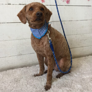 仕上がりトイプー