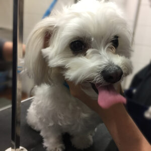 よろしくてんちゃん