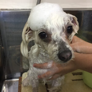 シャンプーてんちゃん