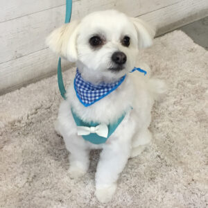 仕上がりてんちゃん