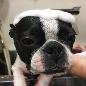 バブちゃん入浴