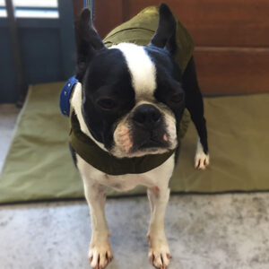 バブちゃん仕上がり