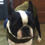 バブちゃんアイキャッチ