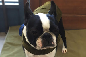 バブちゃんアイキャッチ