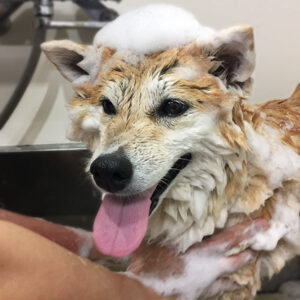 モモカちゃんシャンプー