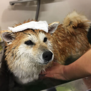 モモカちゃん入浴