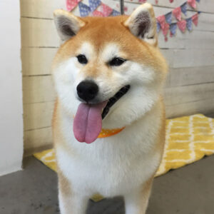 モモカちゃん仕上がり