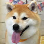 モモカちゃんアイキャッチ