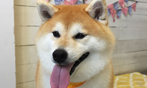 モモカちゃんアイキャッチ