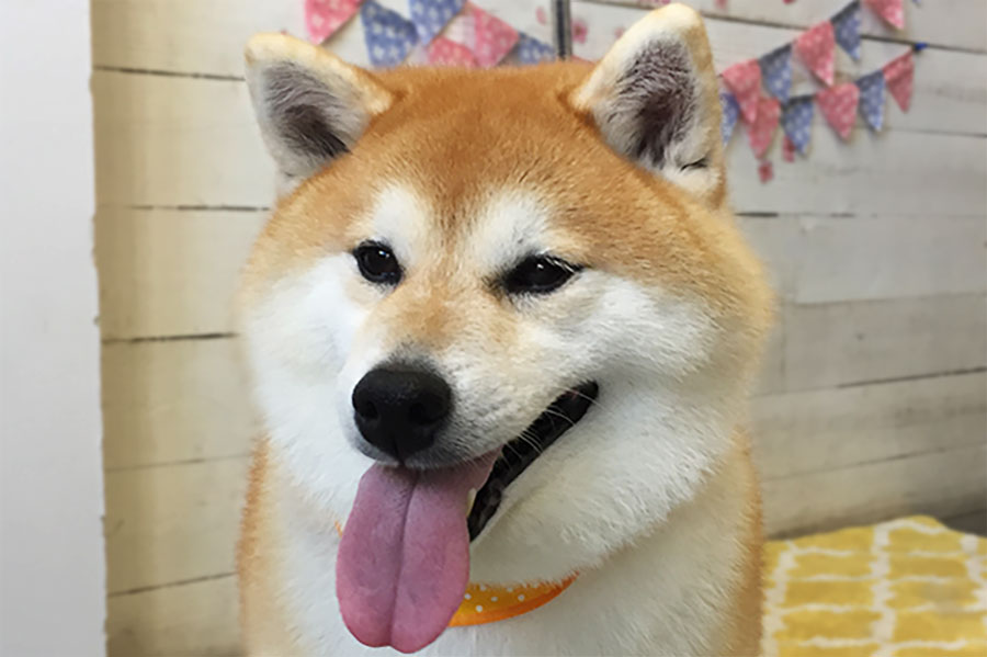 モモカちゃんアイキャッチ