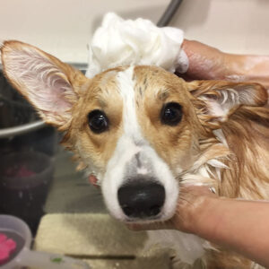 モフちゃんシャンプー