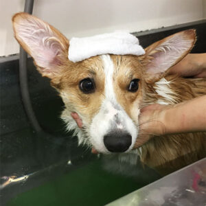 モフちゃん入浴