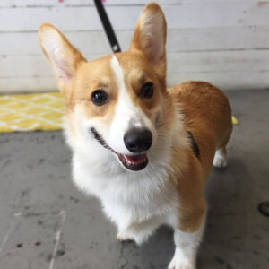 モフちゃん仕上がり