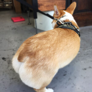 モフちゃん仕上がりお尻