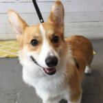 モフちゃんアイキャッチ