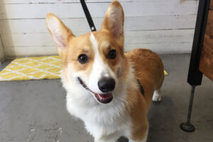 モフちゃんアイキャッチ