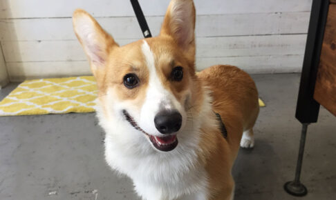 モフちゃんアイキャッチ