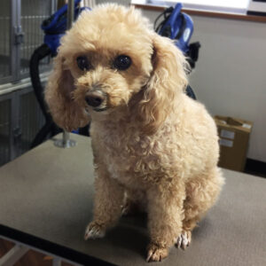 モコちゃんビフォア