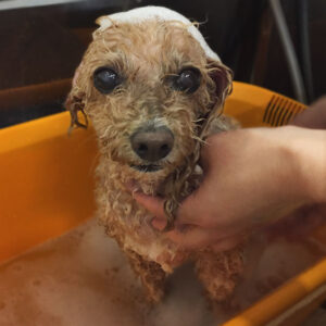 モコちゃんシャンプー