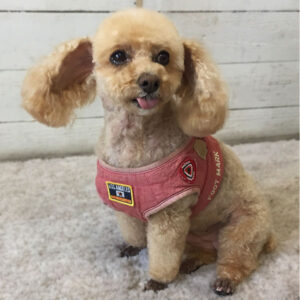 モコちゃん仕上がり