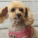 モコちゃんアイキャッチ