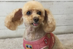 モコちゃんアイキャッチ