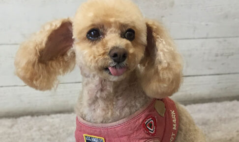 モコちゃんアイキャッチ