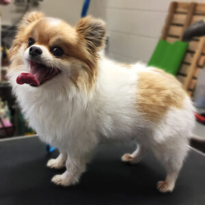 ココちゃんビフォア