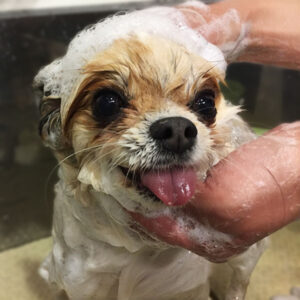 ココちゃんシャンプー