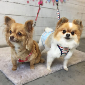 ココちゃん仕上がり