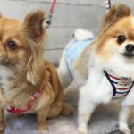 ココちゃんアイキャッチ