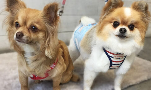 ココちゃんアイキャッチ